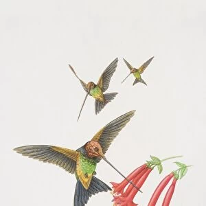 Ensifera ensifera, Sword Billed Hummingbird, three long-beaked hummingbirds hovering by flowerheads