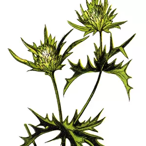 Eryngium campestre, known as field eryngo