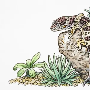 Lizards Collection: Leopard Lizards