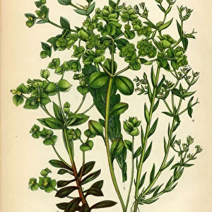 Euphorbia, Spurge, Sea Spurge, Dwarf Spurge, Victorian Botanical Illustration