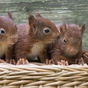 Eurasian red squirrels (Sciurus vulgaris), three young animals sitting on a basket