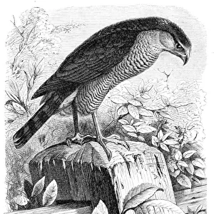 Accipitridae Collection: Eurasian Sparrowhawk
