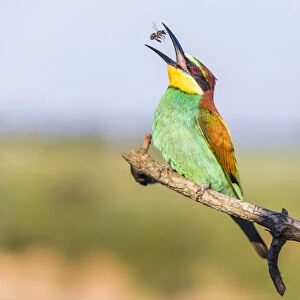 European bee-eater - Merops apiaster - with bee on a branch in the morning