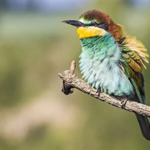 European bee-eater - Merops apiaster - on a branch in the morning