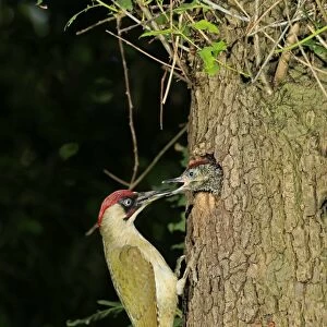 European Green Woodpecker -Picus viridis- feeding young at nest in tree hole, Germany