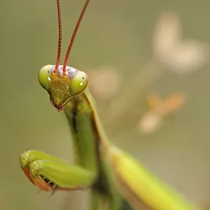 European Mantis or Praying Mantis -Mantis religiosa-, Alsace, France, Europe
