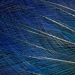 Extreme close-up of top knot feathers of blue Bird of Paradise
