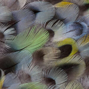 Extreme close-up of Rosella feather design