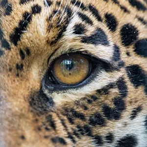 The eye of the jaguaress