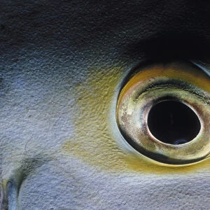 Eye of Purple Surgeonfish