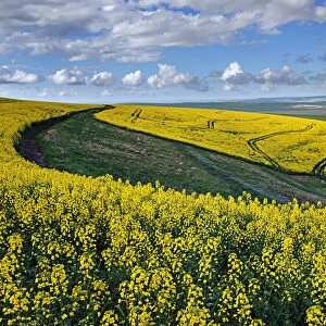 A farm with canola and wheat lands with tracks in the canola under a cloudy sky; Swellendam, Western Cape Province, South Africa