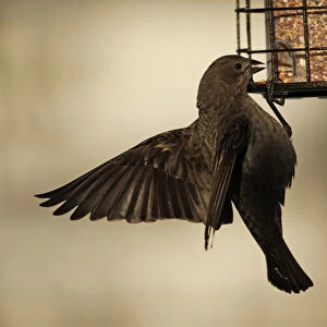 Female cowbird at feeder