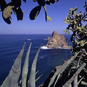 Female hiker standing behind Indian Fig Opuntia, Barbary Fig or Prickly Pear (Opuntia ficus-indica), Roque de Dentro at back, Tenerife, Canary Islands, Spain, Europe