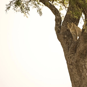 Female Leopard (Panthera pardus) stares from tree, Serengeti National Park