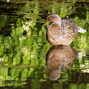 Female Mallard Duck Reflection in Lake