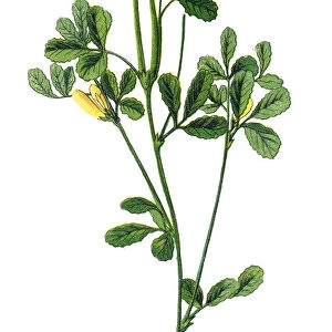 Fenugreek (Trigonella foenum-graecum)