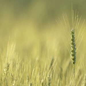 Field of Barley -Hordeum vulgare-, Waiblingen, Germany, Europe