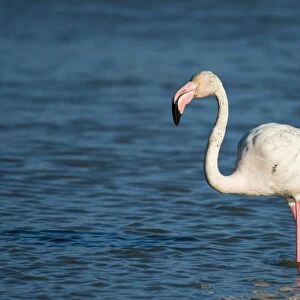 Flamingo -Phoenicopteridae-, standing in water, Camargue, Southern France, France