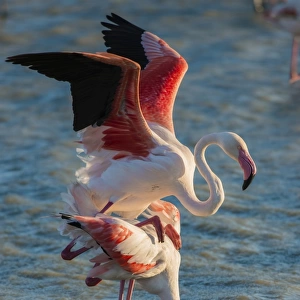 Flamingos -Phoenicopteridae-, mating, Camargue, Southern France, France