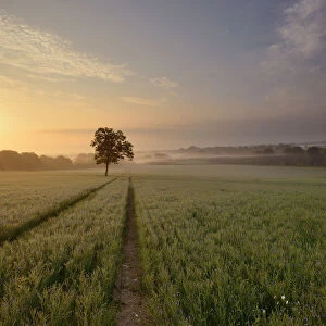 Flax field at dawn
