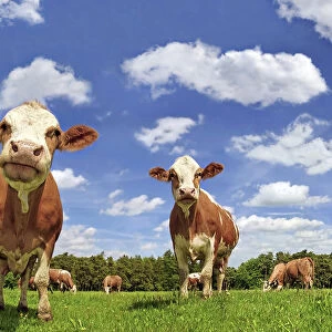 Fleckvieh cattle, dairy cows in a lush meadow, clouds, upward view