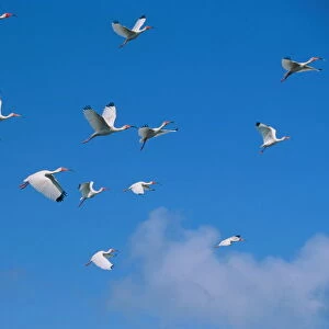 Flock of white ibis in flight