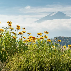 Flower and Fuji
