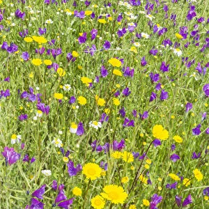 Flower meadow, Extremadura, Spain