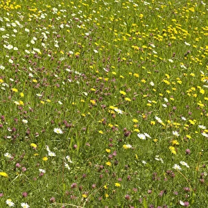 Flowering mountain meadow in spring