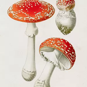 Fly agaric mushroom 1891