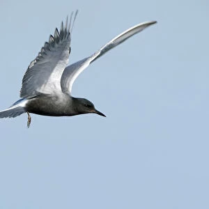 Flying Black tern -Chlidonias niger-, Gelderland, The Netherlands