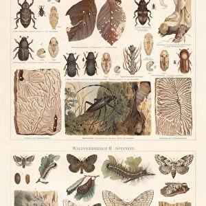 Forest pest: beetles and moth, chromolithograph, published in 1897