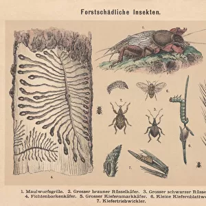 Beetles Framed Print Collection: Bark Weevil