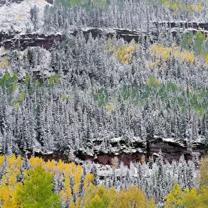 Forest in snow, San Juan Range Mountains, Uncompahgre National Forest, Colorado, USA