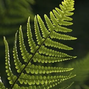 Frond of a fern