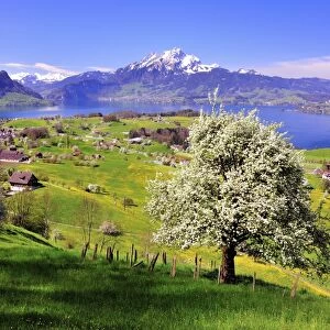Fruit trees in full bloom near Weggis, Lake Lucerne and Mount Pilatus at the back, Canton of Lucerne, Switzerland