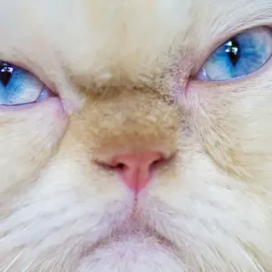Grumpy Himalayan Cat Print Grumpy Himalayan Cat Print