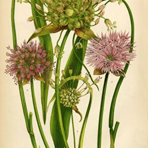 Garlic, Allium, Chive, Victorian Botanical Illustration