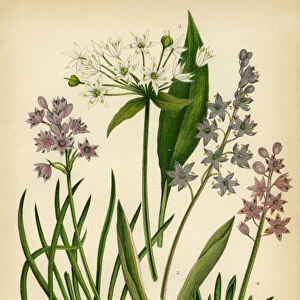 Garlic, Squill, Scilla, Allium, Chive, Onion Victorian Botanical Illustration