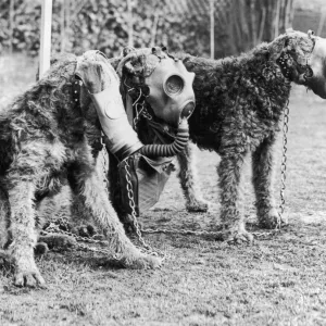 Gas Masks For Dogs