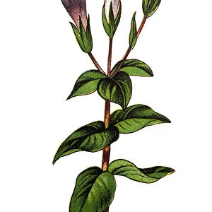 Gentianella germanica, Chiltern gentian