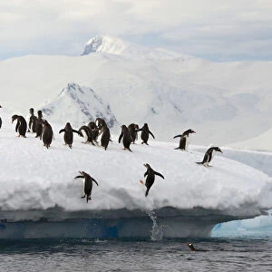 Gentoo Penguins -Pygoscelis papua- jumping out of the water onto an ice floe, Antarctic Peninsula, Antarctica
