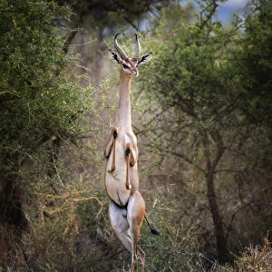 Gerenuk Standing Tall in Funny Pose at Amboseli, Kenya