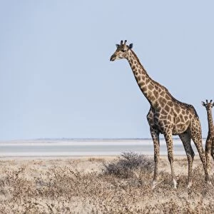 GGiraffe -Giraffa camelopardis- with young standing in the dry grass land, Etosha Pan, Etosha National Park, Namibia