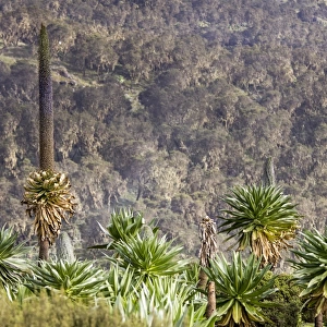 Giant lobelias in Simien mountains