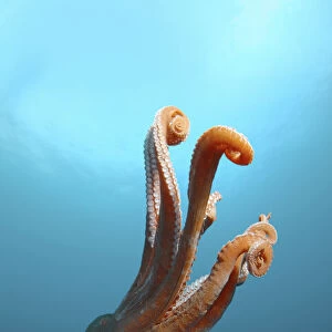 Giant Pacific octopus or North Pacific giant octopus -Enteroctopus dofleini-, Japan Sea, Primorsky Krai, Russian Federation