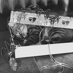 Gift Wrapped Tabby Cat