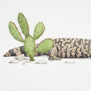 Gila Monster lizard (Heloderma suspectum), perched behind a cactus