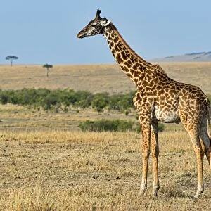 Giraffe -Giraffa camelopardalis-, Msai Mara National Reserve, Kenya