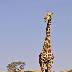 Giraffe (Giraffa camelopardalis) in the Kgalagadi Transfrontier Park, Kalahari, South Africa, Africa